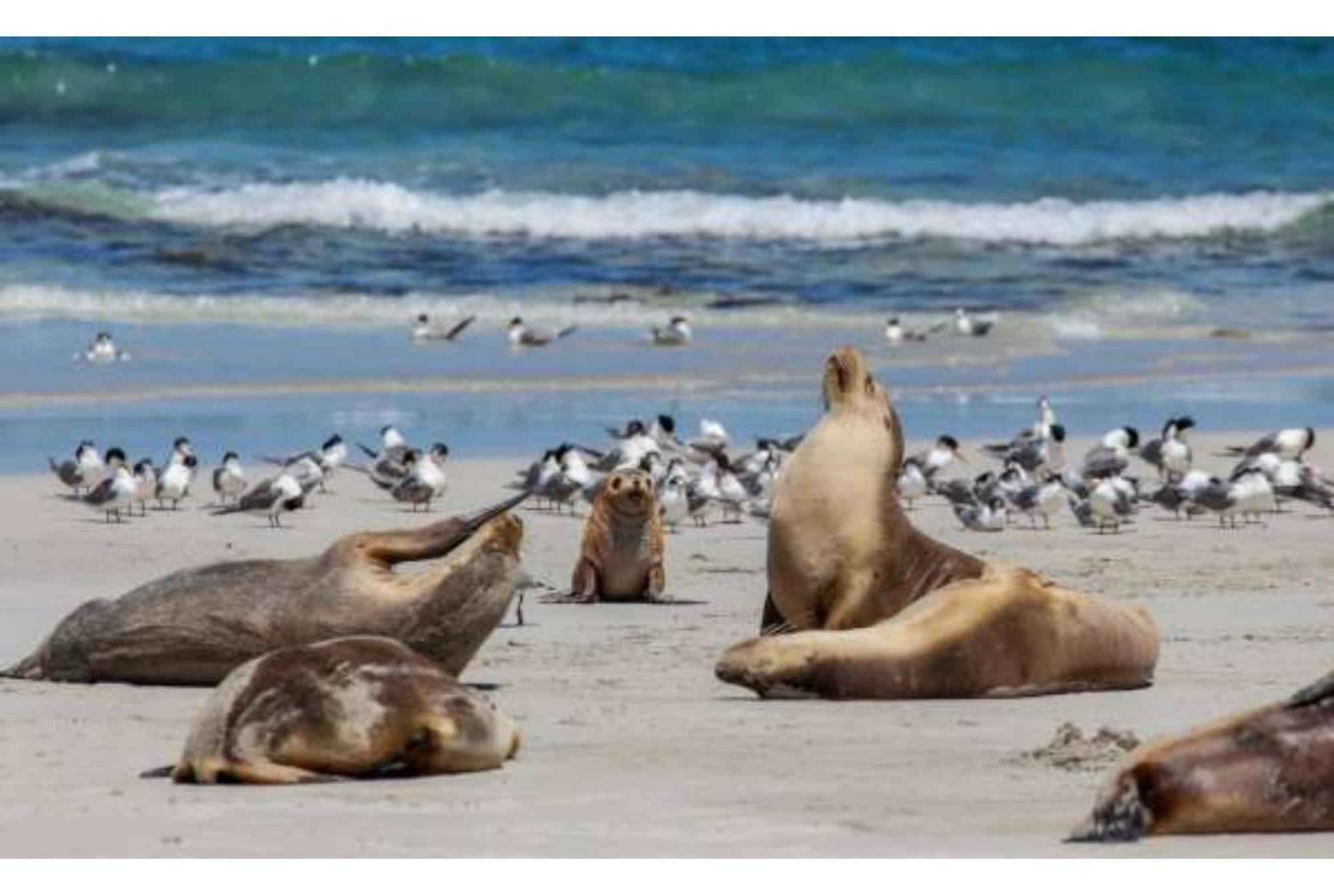 Discovery Parks - Kangaroo Island Flinders Chase Exterior photo
